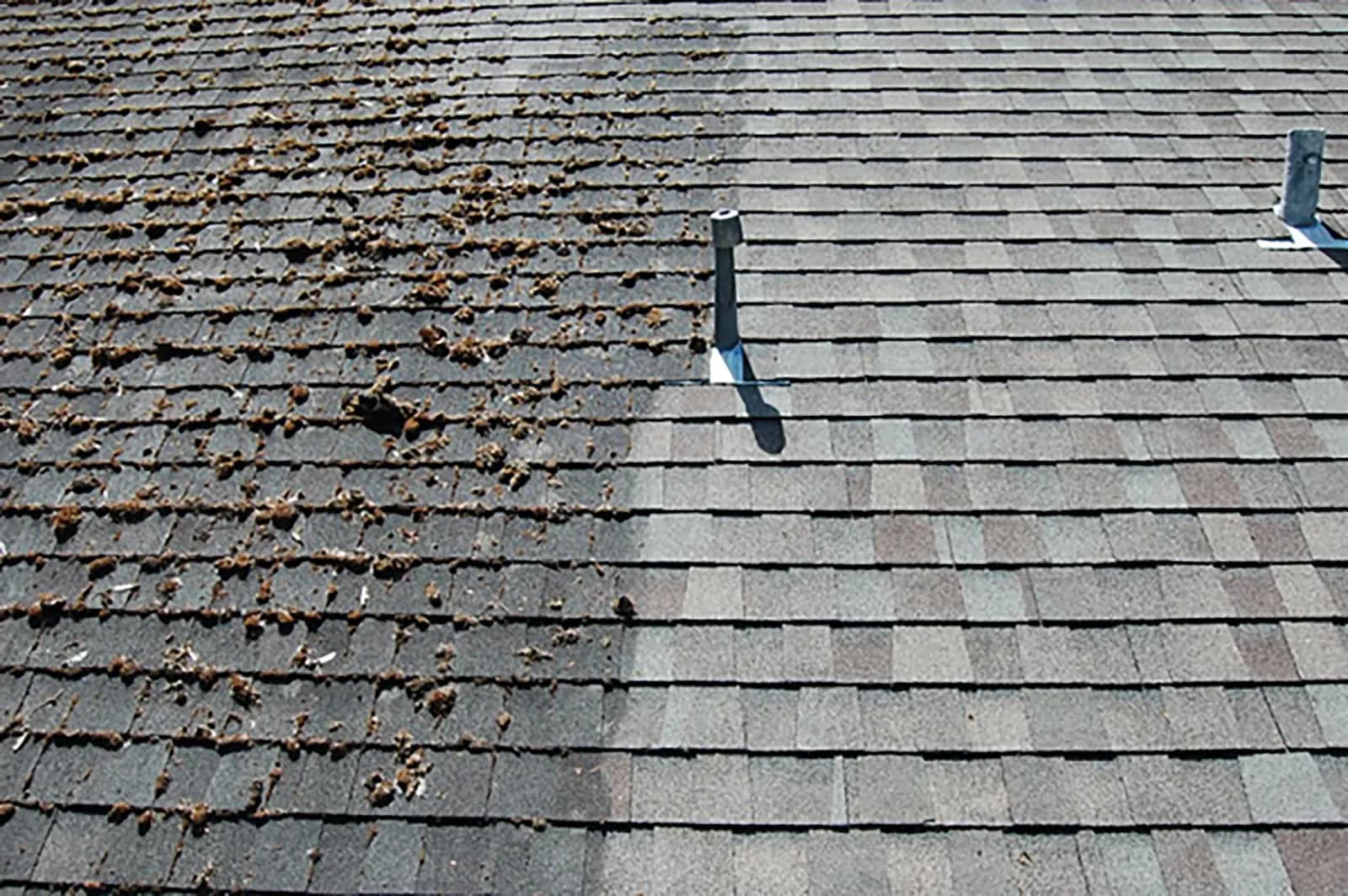 Asphalt shingle roof being cleaned of moss and algae